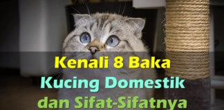 Kenali 8 Baka Kucing Domestik dan Sifat-Sifatnya baka kucing