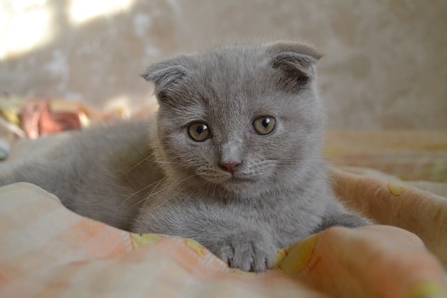 Kenali 8 Baka Kucing Domestik dan Sifat-Sifatnya