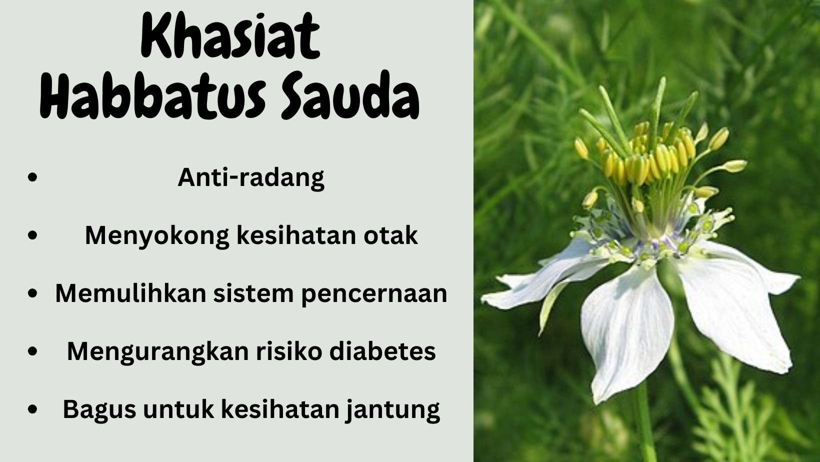 15 Khasiat Habbatus Sauda Dan Cara Makan Habbatus Sauda Yang Betul