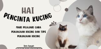 Pelajari Cara Penjagaan Kucing dan Tips Penjagaan Kucing