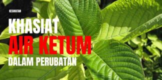 Air Ketum untuk Perubatan dan Khasiat Air Ketum Kepada Lelaki dan Wanita