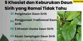 daun sirih