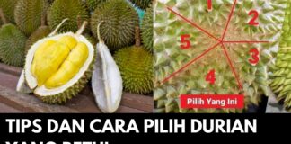 Tips dan Cara Pilih Durian yang Betul Tips dan Cara Pilih Durian yang Betul