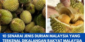 10 Senarai Jenis Durian Malaysia yang Terkenal Dikalangan Rakyat Malaysia 10 Senarai Jenis Durian Malaysia yang Terkenal Dikalangan Rakyat Malaysia