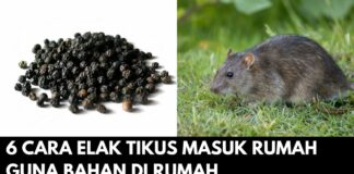 6 Cara Elak Tikus Masuk Rumah Guna Bahan Di Rumah 6 Cara Elak Tikus Masuk Rumah Guna Bahan Di Rumah