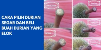 Cara Pilih Durian Segar dan Beli Buah Durian yang Elok Cara Pilih Durian Segar dan Beli Buah Durian yang Elok