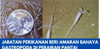 Bahaya Gastropoda! Jabatan Perikanan Beri Amaran Bahaya Gastropoda Di Perairan Pantai Jabatan Perikanan Beri Amaran Bahaya Gastropoda Di Perairan Pantai