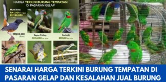 Senarai Harga Terkini Burung Tempatan Di Pasaran Gelap dan Kesalahan Jual Burung Tempatan