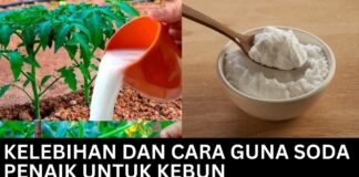 Kelebihan dan Cara Guna Soda Penaik untuk Kebun