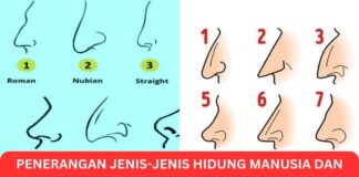 Penerangan Jenis-Jenis Hidung Manusia dan Ciri Hidung Menarik Penerangan Jenis-Jenis Hidung Manusia dan Ciri Hidung Menarik