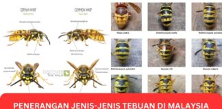 Penerangan Jenis-Jenis Tebuan di Malaysia Penerangan Jenis-Jenis Tebuan di Malaysia