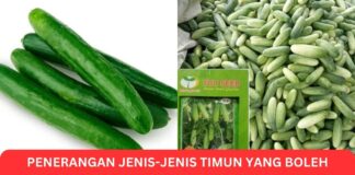 Penerangan Jenis-Jenis Timun yang Boleh Tanam Dengan Mudah