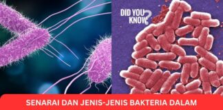Senarai dan Jenis-Jenis Bakteria Dalam Makanan