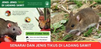 Senarai dan Jenis Tikus di Ladang Sawit Malaysia