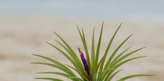 Air Plant & Tumbuhan Pantai: Panduan Lengkap untuk Peminat Flora Tropika Malaysia